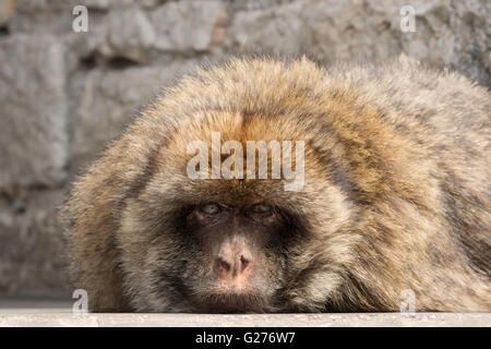Ein Barbary Affe (Macaca Sylvanus) geradeaus schauen, sehen vordere Gesicht und Kopf, Gibraltar, Europa Stockfoto