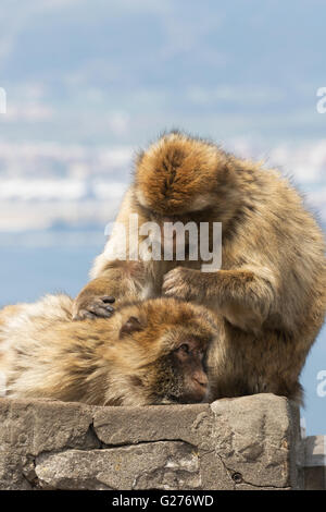 Ein paar von Berberaffen (Macaca Sylvanus) Pflege, Felsen von Gibraltar, Gibraltar Europa Stockfoto