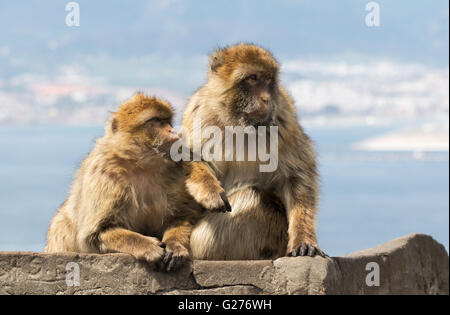 Ein paar der Berberaffen (Macaca Sylvanus), Felsen von Gibraltar, Gibraltar Europa Stockfoto