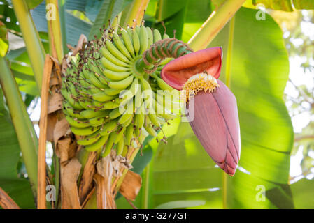 Banane Blume mit Früchten auf dem Ast Stockfoto