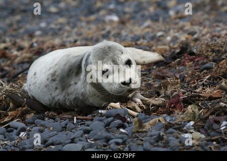 Harbor Seal Pup bei ruht auf Cobble Beach am Yaquina Head herausragende Naturgebiet in Newport, Oregon. Stockfoto