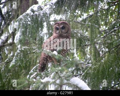 Eine vom Aussterben bedrohte nördliche entdeckt Eule in einem Baum in Medford, Oregon. Stockfoto