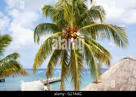 Palme mit Taucher Pier im Hintergrund auf die Insel Cozumel (Mexiko). Stockfoto