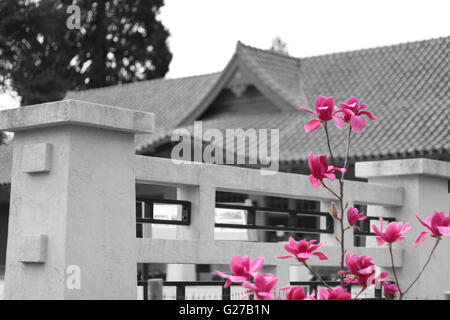 Bunte, dekorative Blume stehen neben einer schwarzen und weißen japanischen Pagode Point Defiance Park in Tacoma, Washington. Stockfoto