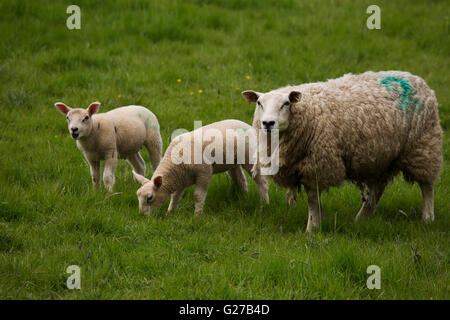 Eine Familie von Schafen in Northumberland, England. Ein Schaf steht neben ihr zwei Lämmer. Stockfoto