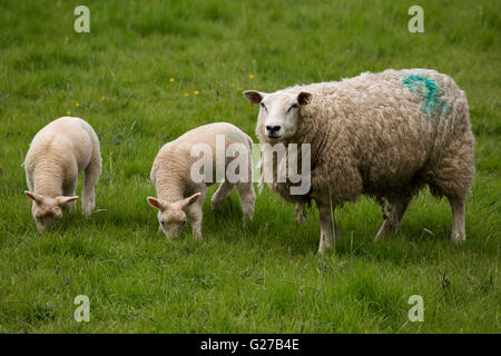 Eine Familie von Schafen in Northumberland, England. Ein Schaf steht neben ihr zwei Lämmer. Stockfoto