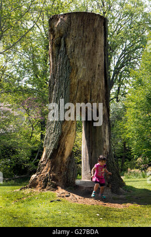 Baum in Highland Park, Rochester NY USA ausgehöhlt. Stockfoto