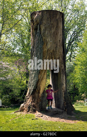 Baum in Highland Park, Rochester NY USA ausgehöhlt. Stockfoto