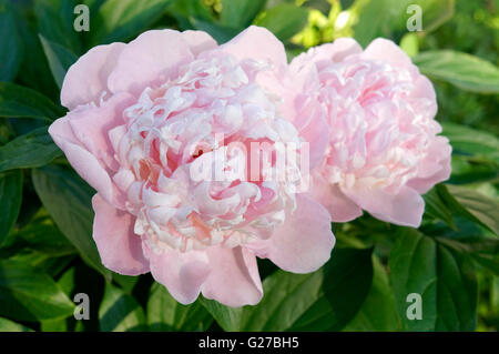 Nahaufnahme von zwei rosa Pfingstrose Blumen Stockfoto