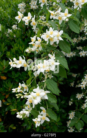 Süße Mock-Orange (Philadelphus Coronarius) oder Englisch Hartriegel Wildblumen, Vancouver, Britisch-Kolumbien, Kanada Stockfoto