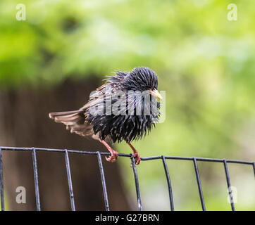 gemeinsamen Starling, Sturnus Vulgaris, auch bekannt als die Europäische starling Stockfoto