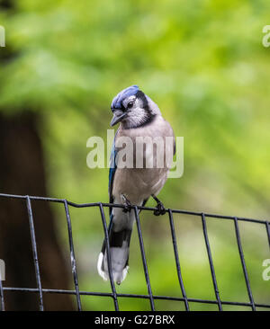 Blue Jay, Cyanocitta Cristata ist ein passerine Vogel in der Familie Corvidae, ursprünglich aus North amerik. Stockfoto