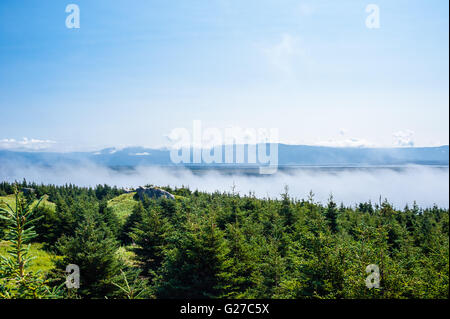Immergrüne Bäume mit niedrigen Wolken skimming oben in Wald, mit der Bergkette im entfernten Hintergrund unter teilweise Wolke Himmel. Stockfoto