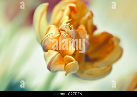 Fast verwelkte gelb und Orange Tulpe Blume Stockfoto