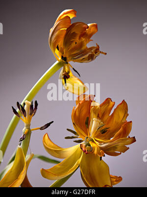 Fast verwelkte gelb und Orange Tulpe Blume Stockfoto