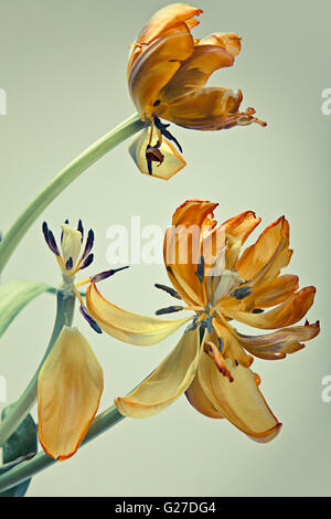 Fast verwelkte gelb und Orange Tulpe Blume Stockfoto