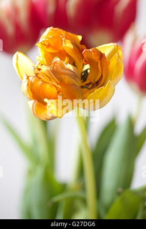 Fast verwelkte gelb und Orange Tulpe Blume Stockfoto