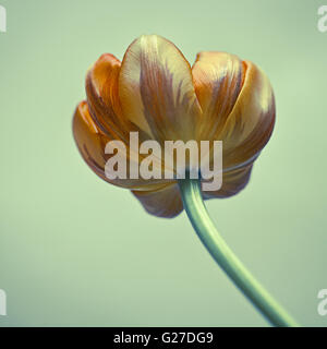 Fast verwelkte gelb und Orange Tulpe Blume Stockfoto