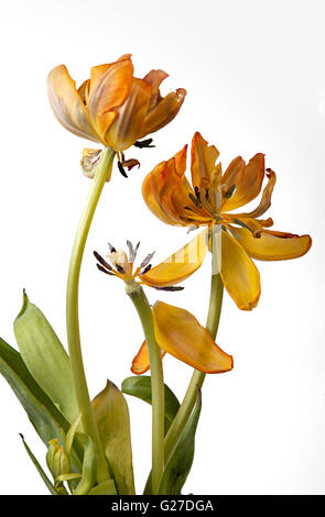 Fast verwelkte gelb und Orange Tulpe Blume Stockfoto