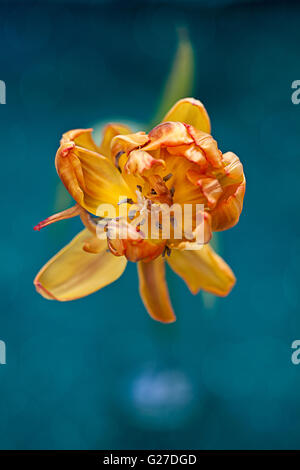 Fast verwelkte gelb und Orange Tulpe Blume Stockfoto