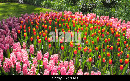 park flower garden view famous keukenhof bed japan green color hokkaido biei summer flowers monuments nature yellow beauty sprin Stockfoto