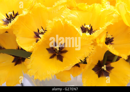 Makro Tulpe Blume gelb Tulpen Frühling schöne Natur Hintergrund rote Schönheit Flora Blüte Garten natürliche grüne Blumen frisch Stockfoto