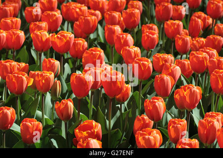 Tulpe; bunte; Bouquet; Frühling; Hintergrund; Garten; Feld; Blume; rot; Grün; schön; Natur; Floral; Rosa; frisch; Pflanze; Stockfoto