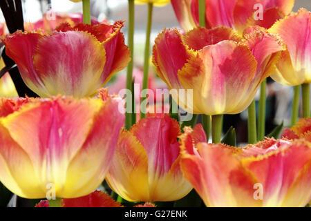Tulpe; bunte; Bouquet; Frühling; Hintergrund; Garten; Feld; Blume; rot; Grün; schön; Natur; Floral; Rosa; frisch; Pflanze; Stockfoto