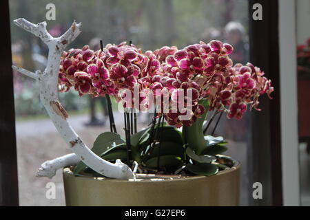 Orchidee, Topf, Blume, Pflanzen, Orchideen, grün, Topfpflanzen, rosa, Hintergrund, Fenster, Garten, schöne, Blüte, Gartenarbeit, Schönheit, flo Stockfoto