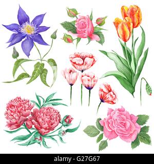 Reihe von hochwertigen realistische Gemälde von Rosen, Pfingstrosen, Mohn, Tulpe und Clematis isoliert auf weißem Hintergrund Stockfoto