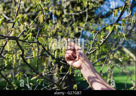 Die Hand einer Frau berührt einen Ast im Frühjahr Stockfoto