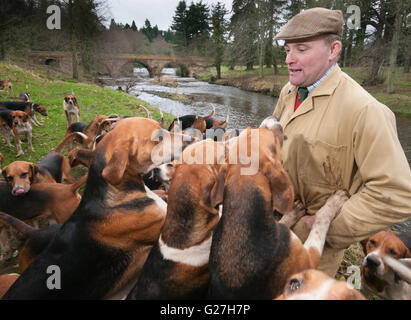 Ausübung der Percy Hunt Jagdhunden. Jäger, Robert McCarthy. Stockfoto