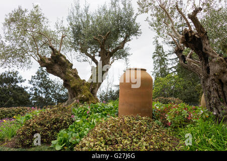 alte Keramik Vase und Olivenbaum in tropischen Garten in Funcahl auf der portugiesischen Insel madeira Stockfoto