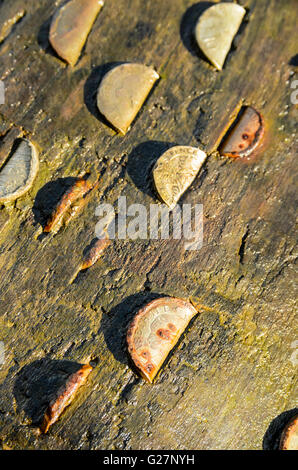 Münzen in umgestürzten Baum im Wald von Bowland AONB Lancashire England unten Brock gehämmert Stockfoto