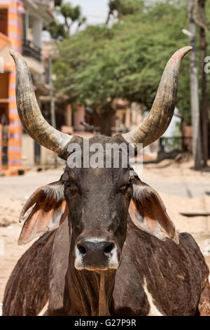 Zeburind, Zebu-Rinder, Zebus oder Buckel Rinder (Bos Primigenius Indicus) auf der Straße, Porträt, Bera, Rajasthan, Indien Stockfoto