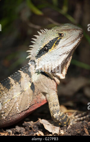 Australischer Wasserdrache (Physignathus Lesueurii), Lone Pine Koala Sanctuary, Brisbane, Queensland, Australien Stockfoto