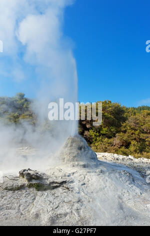 Ausbrechenden Lady Knox Geysir, Waiotapu Thermal Wonderand, Rotorua, Neuseeland Stockfoto