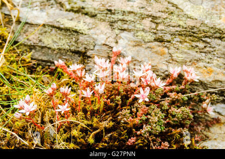 Sternenhimmel Steinbrech (Saxifraga Stellaris) blühen zwischen Felsen auf Yewdale Fells in der Nähe von Coniston im Lake District Stockfoto