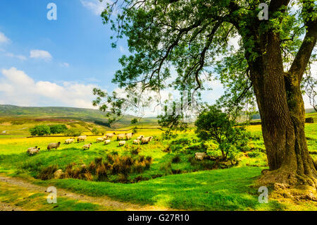 Schafe im Wyresdale im Wald von Bowland Lancashire England Stockfoto