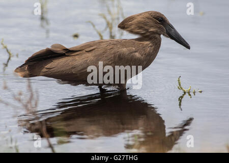 Hamerkop (Scopus Umbretta), Liuwa-Plain-Nationalpark, Northwestern Provinz, Sambia Stockfoto