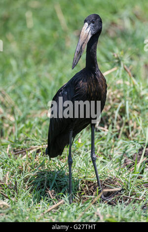 Afrikanische Openbill (Anastomus Lamelligerus), Botswana Stockfoto
