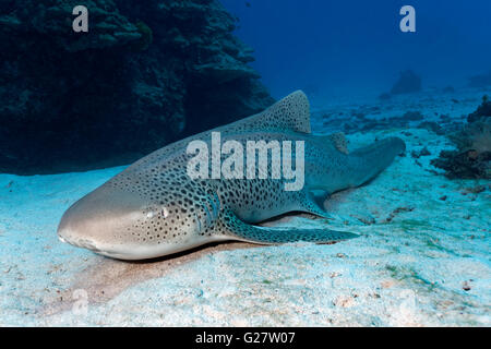 Leopardenhai (Stegostoma Fasciatum) liegt auf Sand, Pazifik, Australien, Cairns, Great Barrier Reef, Queensland Stockfoto