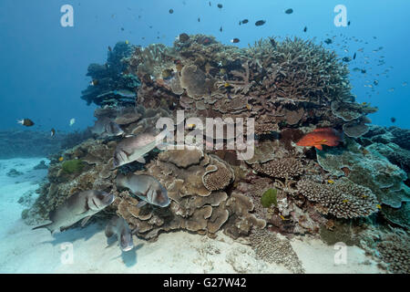 Schwarm Harry Süßlippen (Plectorhinchus Gibbosus) am Korallenriff, Korallen Hind (Cephalopholis Miniata), Great Barrier Reef Stockfoto