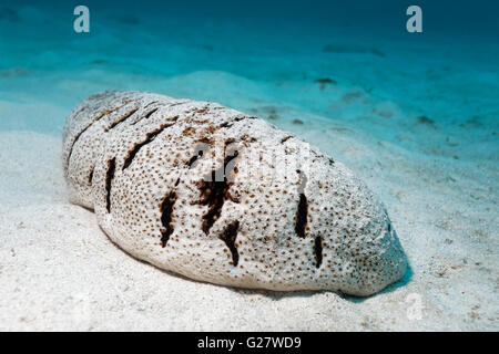 Brauner Fleck Seegurke (Holothuria Fuscopunctata) auf Sand, Great Barrier Reef, Queensland, Cairns, Pazifik, Australien Stockfoto