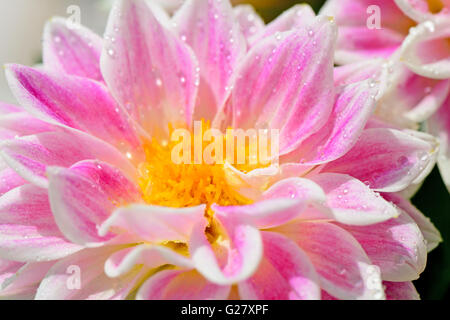 Dahlie Blüte mit Tau fällt ganz in der Nähe von Stockfoto