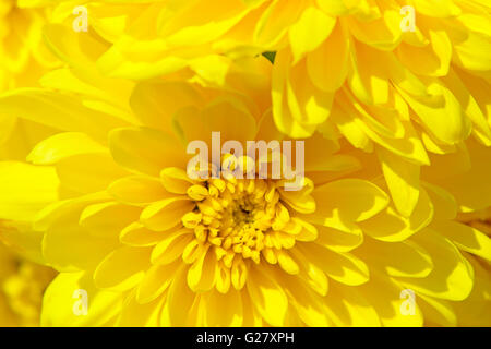 Gelbe Chrysanthemen Blumen mit Tau fällt sehr closeup Stockfoto