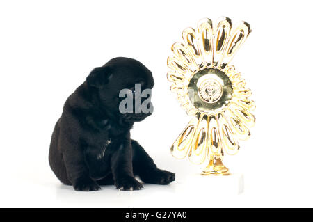 Einen Monat Mops Welpen Schwarz Farbe isoliert auf weiss Stockfoto