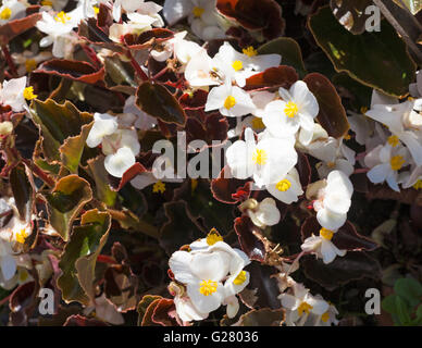 Begonie Toujours Fleuri Partydress Blanc Blumen im Garten im Juli Stockfoto