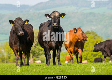 Rinder grasen auf Hopesay in der Nähe von Craven Arms in Shropshire, England, UK. Stockfoto