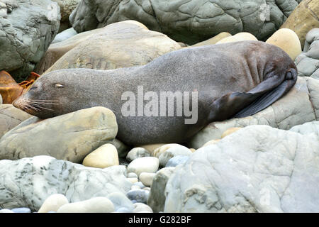 New Zealand Seebär Stockfoto